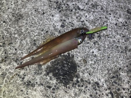 ヤリイカのウキ釣り｜大きな群れが入り遂に大爆釣！