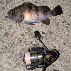 花冷えメバリング