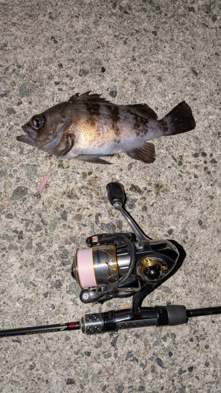 花冷えメバリング