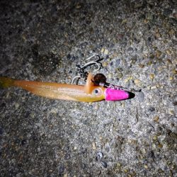 久しぶりにフッコ