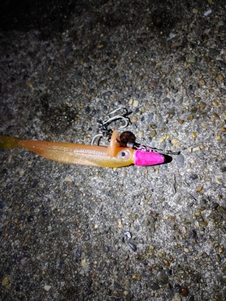 久しぶりにフッコ