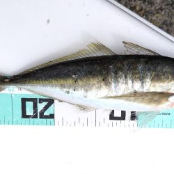 今シーズン初。