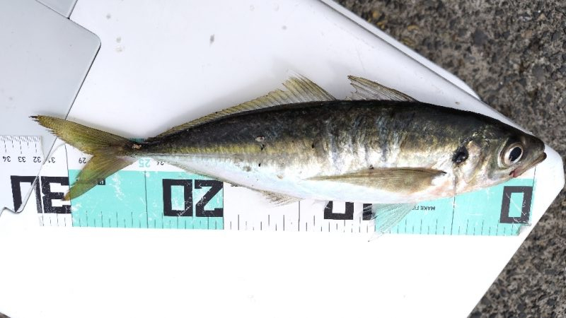 今シーズン初。