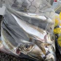 淡路島メガフロート