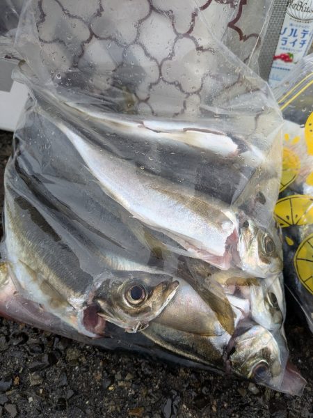 淡路島メガフロート