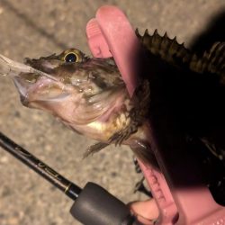 福田漁港ナイトライトゲーム