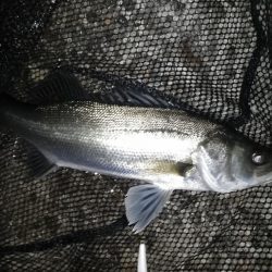 ランカーキャッチ♪