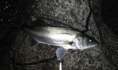 ランカーキャッチ♪