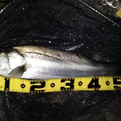 マニックスローが効いた？