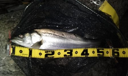 マニックスローが効いた？