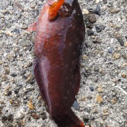 アジ探し@下津周辺