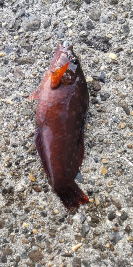 アジ探し@下津周辺