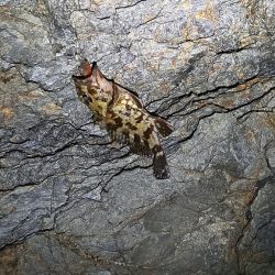 メバル見つけられず