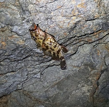 メバル見つけられず