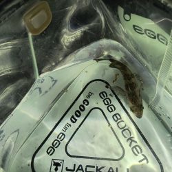 新しいロッドで初釣行☆