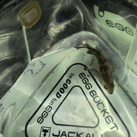 新しいロッドで初釣行☆