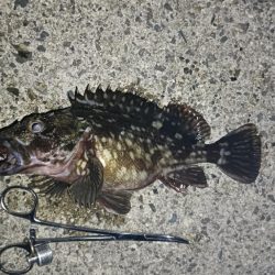 雨降れど水も滴る良いおチヌ