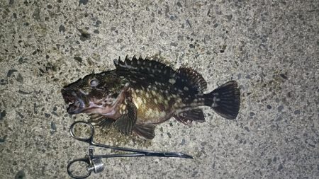 雨降れど水も滴る良いおチヌ