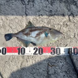 カゴ釣り 2 (嬉しいゲスト)