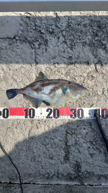 カゴ釣り 2 (嬉しいゲスト)