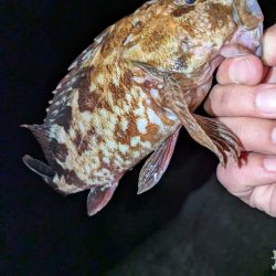 メバル＆シーバス