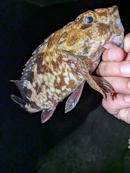 メバル＆シーバス