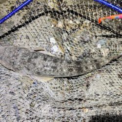 マゴチに助けられた。