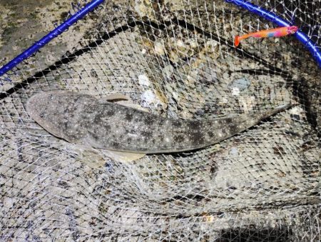 マゴチに助けられた。