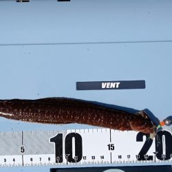 ちょい穴釣り〜大磯〜