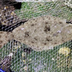 シーバスあかんかったけど満足