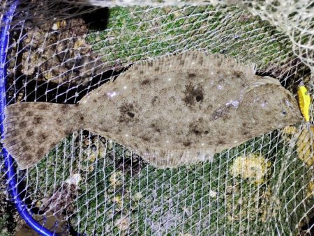 シーバスあかんかったけど満足