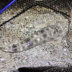 マゴチ自己新記録