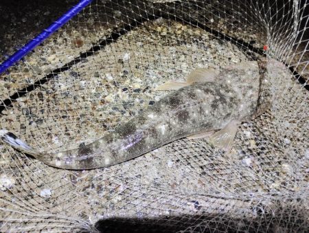 マゴチ自己新記録