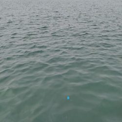 小サバ、メバル