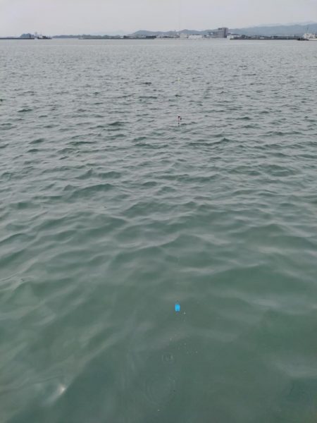 小サバ、メバル