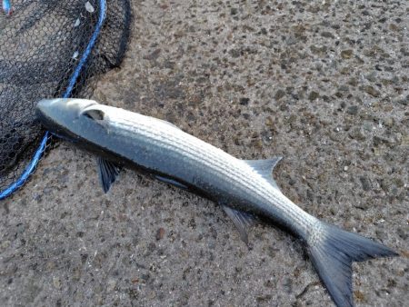 25アルテグラ入魂