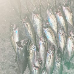 アジングっぽいこと