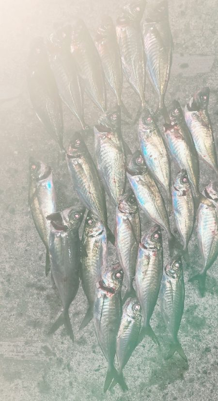 アジングっぽいこと