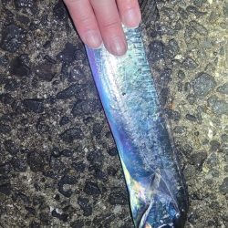 春タチウオにチャレンジ