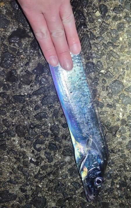 春タチウオにチャレンジ