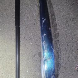 連日の春タチウオresearch