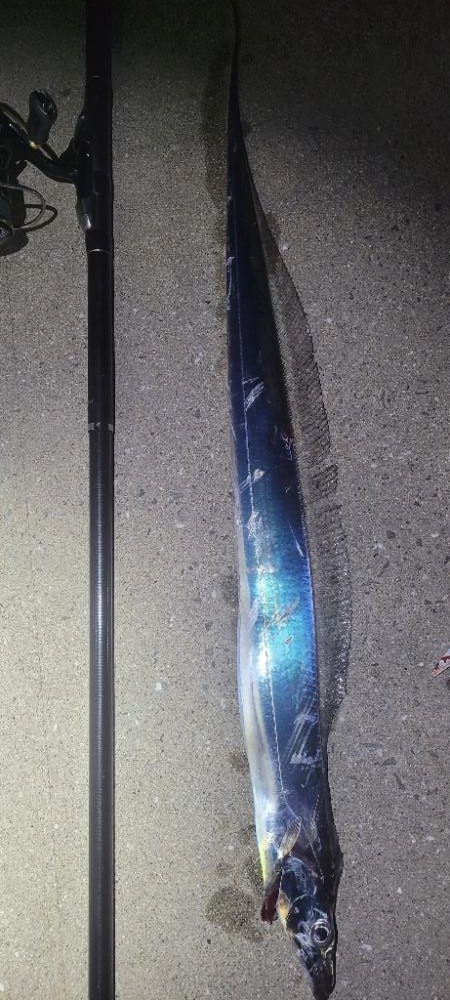 連日の春タチウオresearch