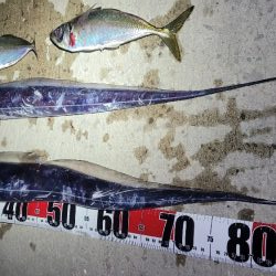 3度目になる春の太刀魚チャレンジ