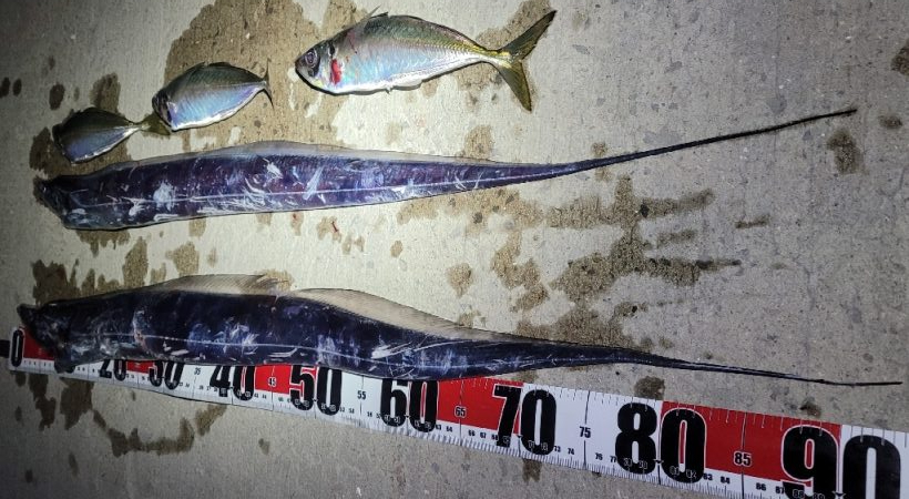 3度目になる春の太刀魚チャレンジ