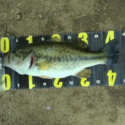 パワーフィネスとサカマタで3本