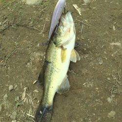 ジャークベイトで2匹