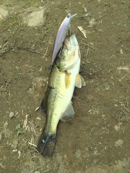 ジャークベイトで2匹