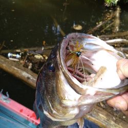 パワーフィネスで50up