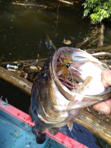 パワーフィネスで50up