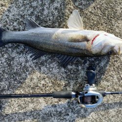 久しぶりのシーバス釣行